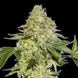 SeedStockers Sherbet