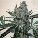 Seed Junky Genetics Sherb Crasher