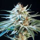 Seeds66 Alien Technology