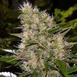 Seeds66 Big Blue Devil Auto