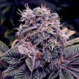 Seeds66 Blueberry