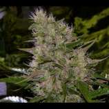 Seeds66 CBD Critical Mass Auto