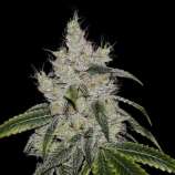 Seeds66 CBD Mexican Gold