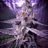 Seeds66 Candyland Peyote