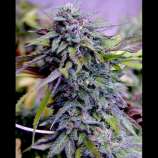 Seeds66 Grandaddy Purple