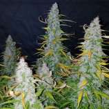 Seeds66 White Californian Auto