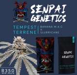 Senpai Genetics Tempest Terrene