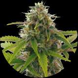 Sensation Seeds Sensation Haze