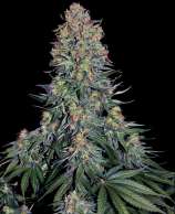 Sensi Seeds Blue Skunk