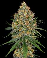 Sensi Seeds White Cheese