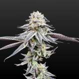 Shuga Seeds Nieve Navideña