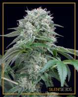 Silent Seeds Starfire OG