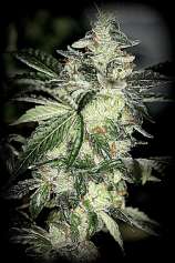 Sin City Seeds Aliens JackD Up