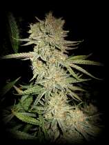 Sin City Seeds Dream N Sour