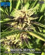 Sin City Seeds Moon Mints