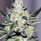 Sin City Seeds Original Sin