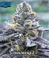 Sin City Seeds SinMintZ