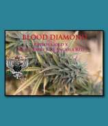 SnowHigh Seeds Blood Diamond
