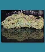 SnowHigh Seeds Burning Spear