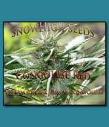 SnowHigh Seeds Congolese Red