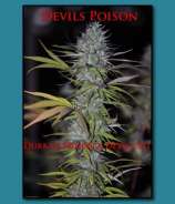 SnowHigh Seeds Devils Poison