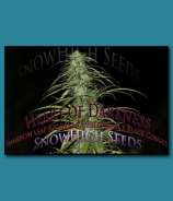 SnowHigh Seeds Heart of Darkness