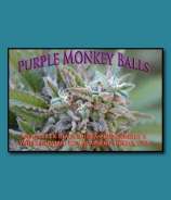 SnowHigh Seeds Purple Monkey Balls