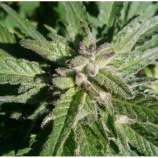 Southern Star Seeds Indica Star
