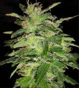 Southern Star Seeds Purple Cheese