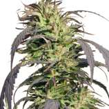 Spliff Seeds Gold Rush Outdoor