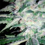 Spliff Seeds Mega Power Plant