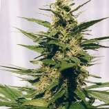 Spliff Seeds Polm Gold Outdoor