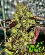 STAFFTHC Bruce Banner