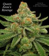 SubCool’s The Dank Queen Anne's Revenge