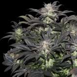 Super Sativa Seed Club Lava Freeze