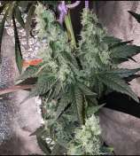 Sweet N Sticky Genetics Jungle GMO