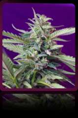 Sweet Seeds S.A.D. Sweet Afgani Delicious Auto