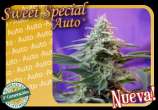 Sweet Seeds Sweet Special Auto
