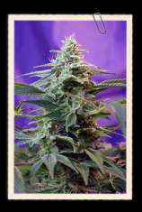Sweet Seeds Sweet Special F1 Fast Version