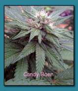 THC Development Seed Company Candy Baer