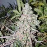 Tarantula Genetics Strawberry Kushbreath