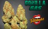 Tastebudz Seeds Gorilla Gas