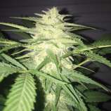 The KushBrothers Seeds MassKush Auto