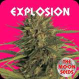 The Moon Seeds Explosion