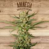 The Plant Amnesia