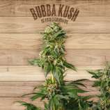 The Plant Bubba Kush
