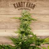 The Plant Kandy Kush