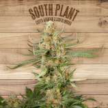 The Plant South Plant