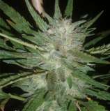 Treeology Genetics Lemon Merengue