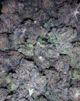 Treeology Genetics P.I.M.P. Kush